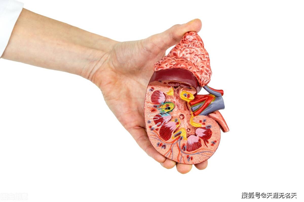 饮食|你的肾还好吗，记住5点保护好肾健康