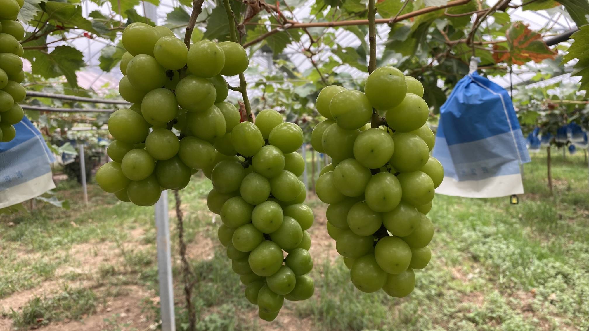 西安高新区葡萄熟了 采摘约起