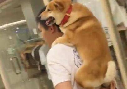 主人帶柴犬逛街，還沒逛多久，它就讓主人背著才肯走 萌趣萌寵 第1张