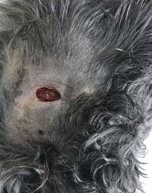 哈士奇撕咬小狗，主人看完熱鬧拍拍屁股走人！ 萌趣萌寵 第1张