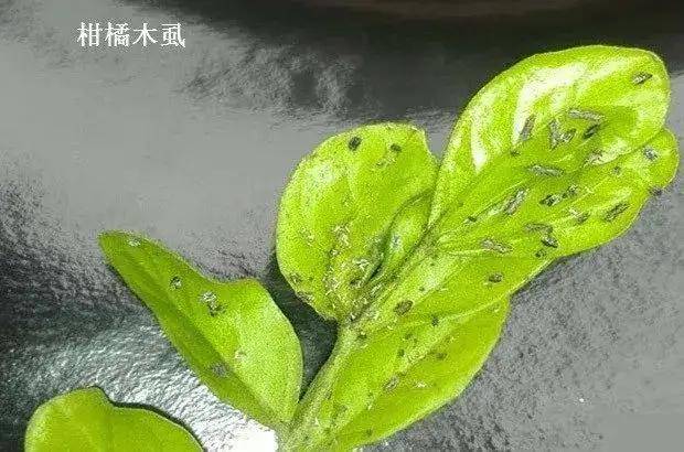 柑橘木虱防治做不好,你的果园就会被毁掉
