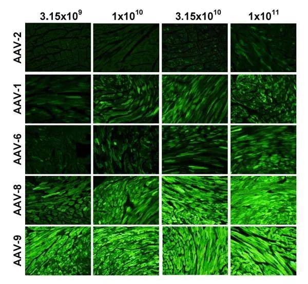病毒|【维真生物_病毒包装】腺相关病毒/AAV在心脏中的应用及注射方法