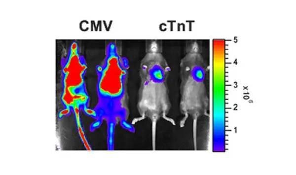 病毒|【维真生物_病毒包装】腺相关病毒/AAV在心脏中的应用及注射方法