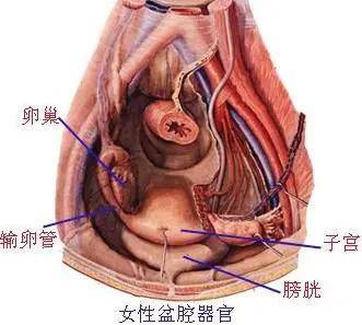 盆腔积液的图图片