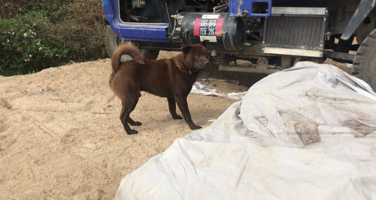 带你了解中华田园犬之山牛红一种少为人知的土狗属稀有品系