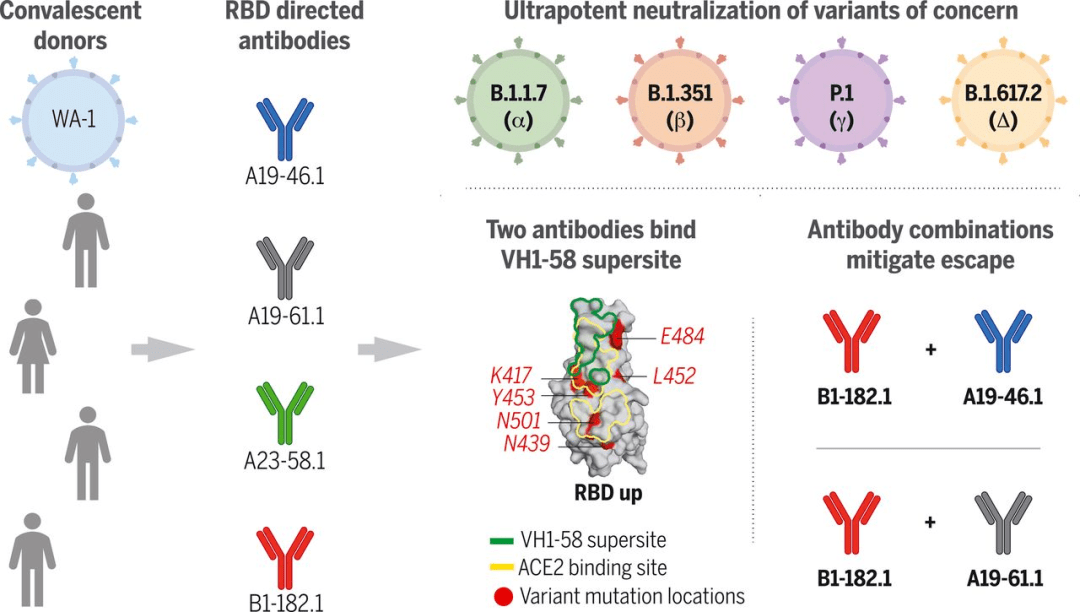 science | 新冠康复者体内含有针对13种天然sars-cov-2变体的超级抗体