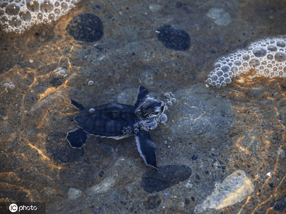 土耳其海龟宝宝刚被孵出 奋力前行爬向大海