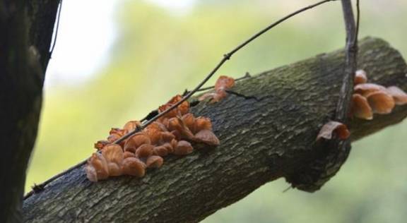 肝脏|肝硬化患者要注意的饮食注意事项，正确饮食可能会根治疾病