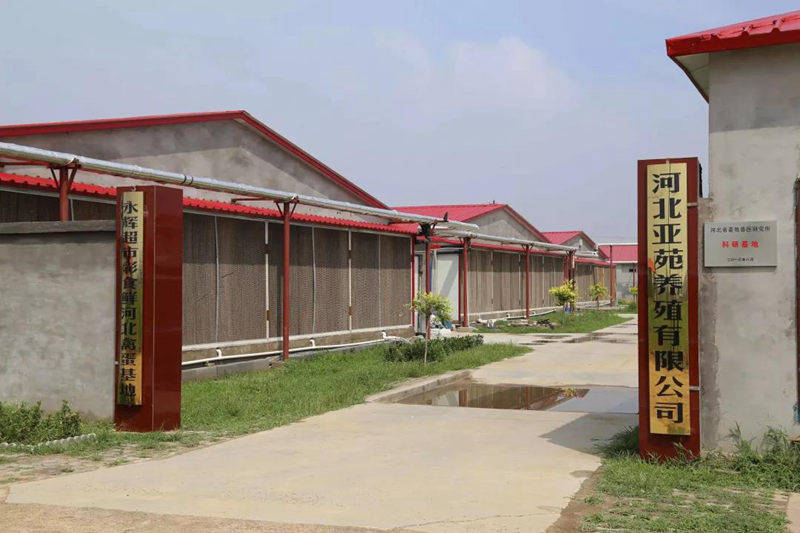养殖业绿色变革,纽恩泰助力河北养鸡场降成本,提效益