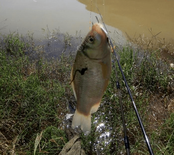 网络|广东1岁男童体内长出活虫，肝脏被咬穿！这种「好东西」别喂孩子吃了