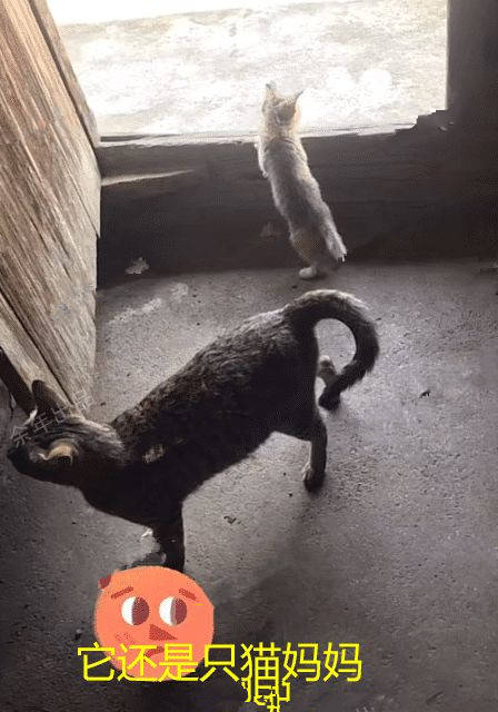猫咪|养的狸花猫专捉野兔，吃掉兔头后将兔肉送给主人：凭实力养活自己