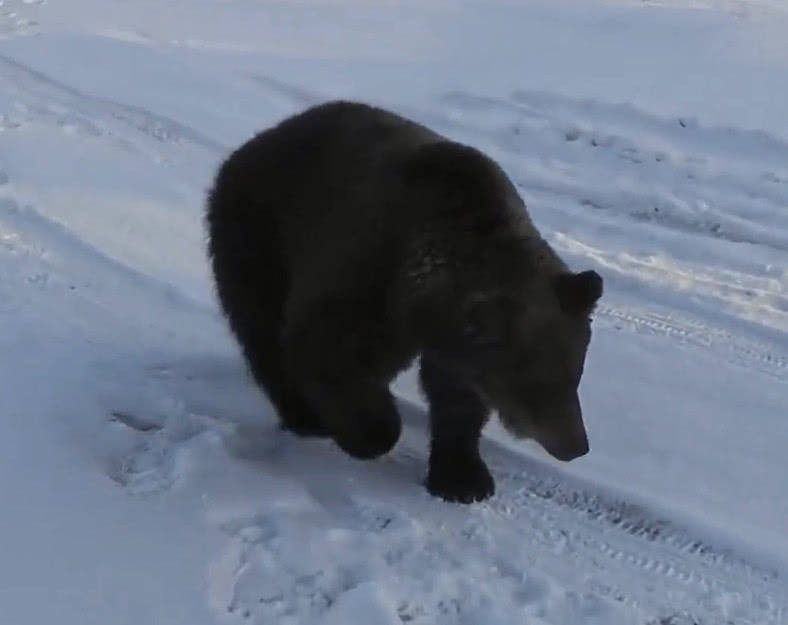 原创路遇俄罗斯人狗熊吓得转身就跑看来毛子果然是熊的克星