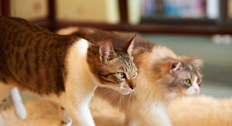 什么|当家里来了新的猫，原住民是怎样的反应？从高兴到生气，皆有可能