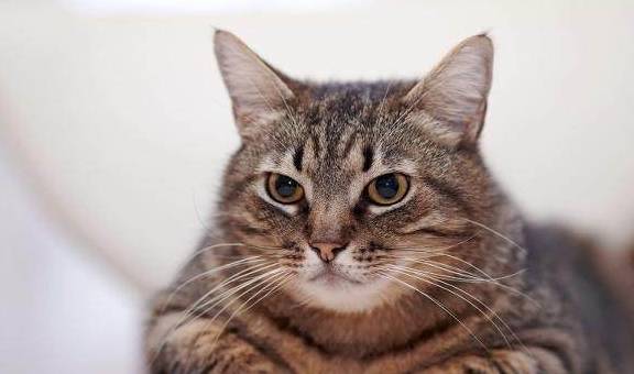 因为|狸花猫野性很大，无法和主人产生感情吗？