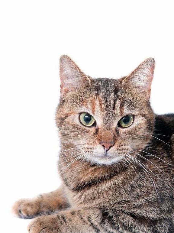 因为|狸花猫野性很大，无法和主人产生感情吗？