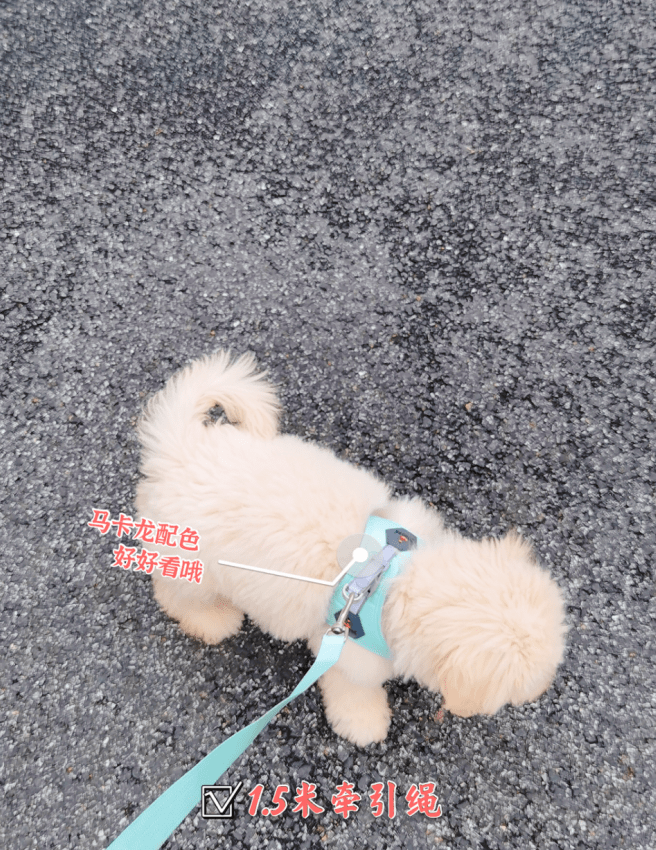 牛油果|萌萌鸭宠物用品京东旗舰店上新，狗子穿上了时尚的新衣