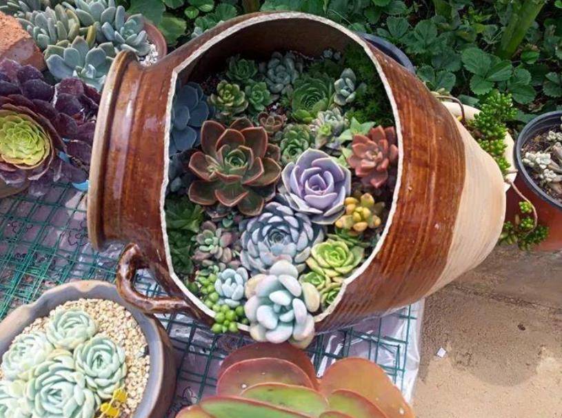 家里的破瓦罐破坛子,丢了真可惜,用来养多肉别有一番韵味