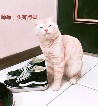 猫咪|猫咪一头钻进去鞋里，抬起头却一脸后悔：都怪我嘴馋