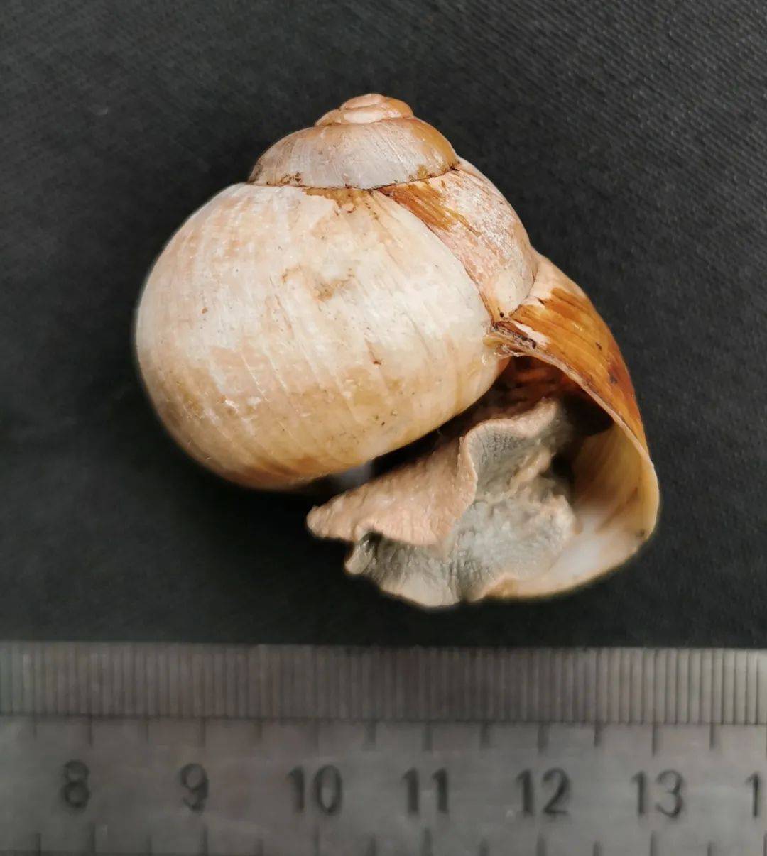 海关拦截发现239只蜗牛危害多大?