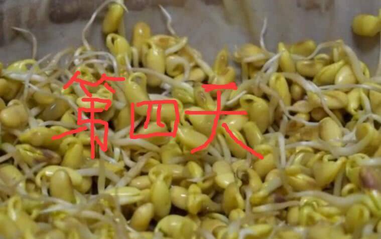 用黄豆怎么发豆芽