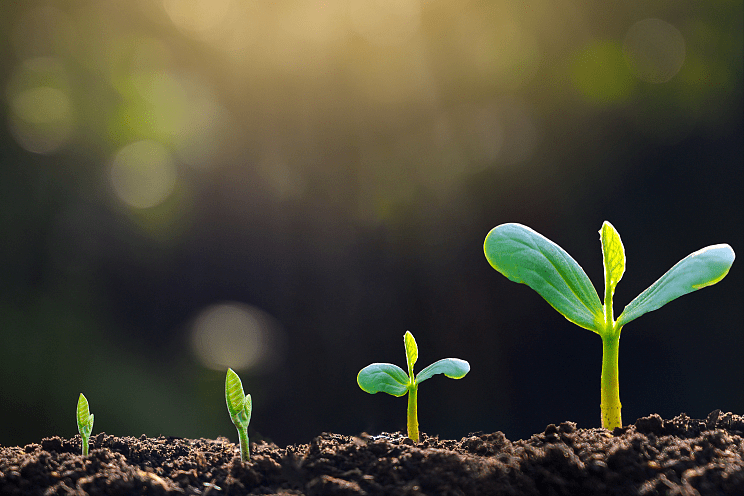 种在土里就能发芽的种子，为啥还需要一个专门的发芽箱？_搜狐网