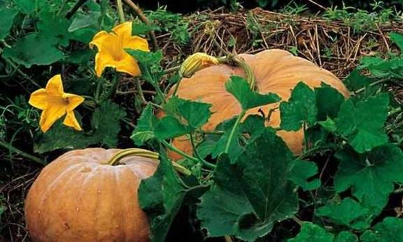 鲫鱼|糖尿病莫要慌，这几种食物，每天吃一点，三个月糖尿病不攻自破！