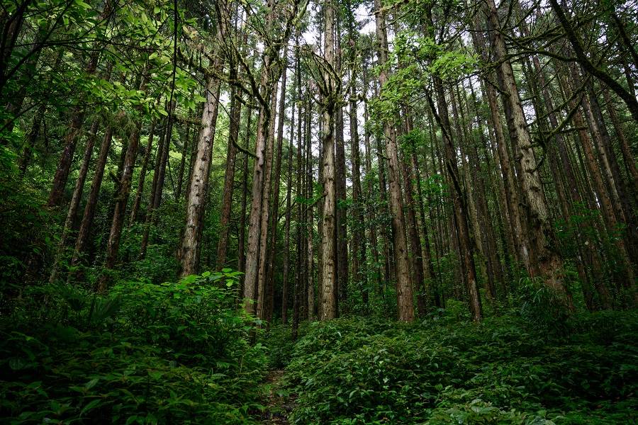 云南腾冲藏着世界上最大的人工秃杉林