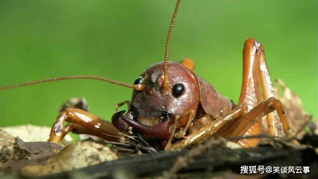 神秘古老的巨型昆蟲,比麻雀還要重,老鼠見到它也要繞道