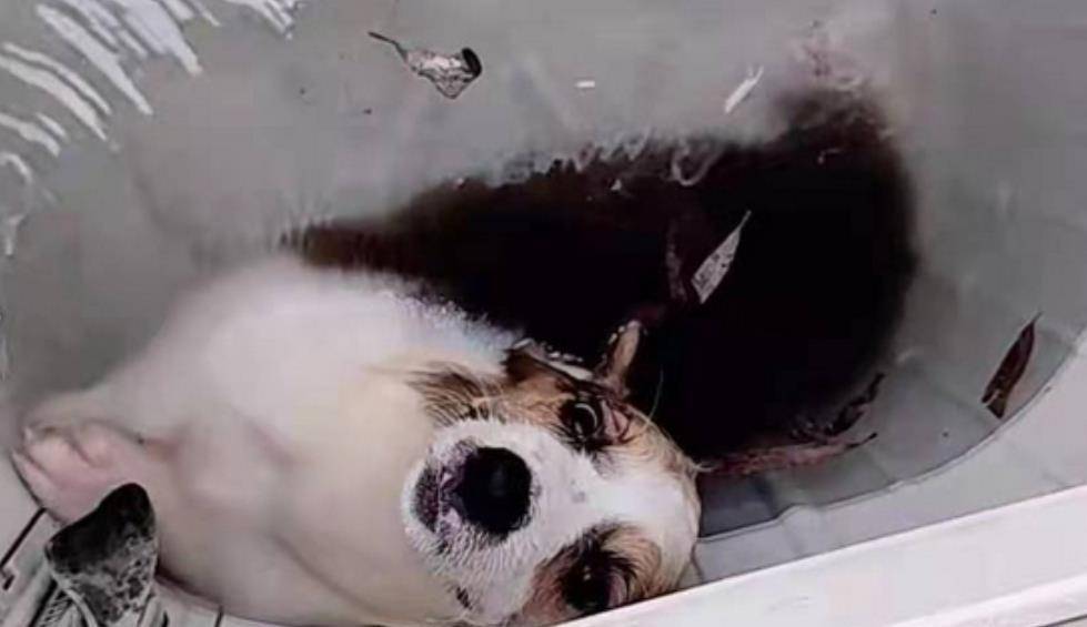 四天时间 洗衣机虐待柯基事件仍未有结果 艺人宋雨琦为狗子发声 人类