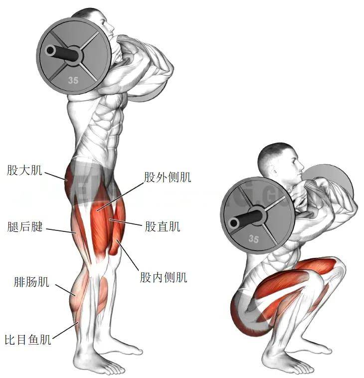 01训练动作对于腿部训练来说,我们应该把精力注重于最有视觉感的肌肉
