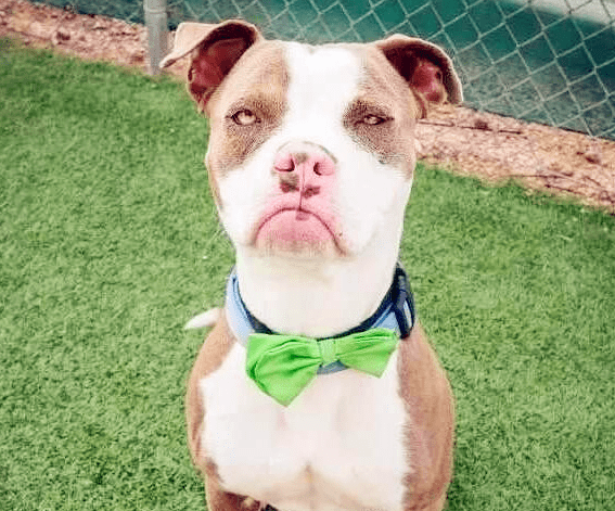 因为sheldon的脸一天到晚看着就觉得很欠揍,搞得像我有多对不起它