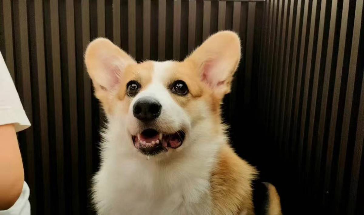 生命|格局+正能量！宋祖儿为洗衣机柯基发声：每一个生命都值得被尊重