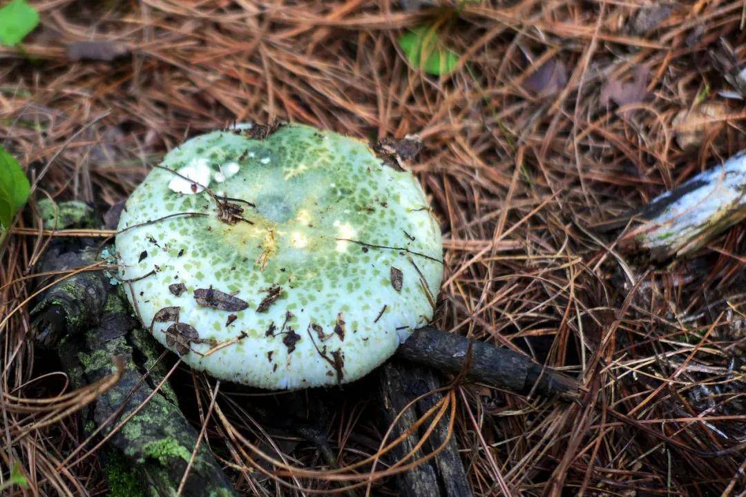 腾冲野生菌王国知多少?