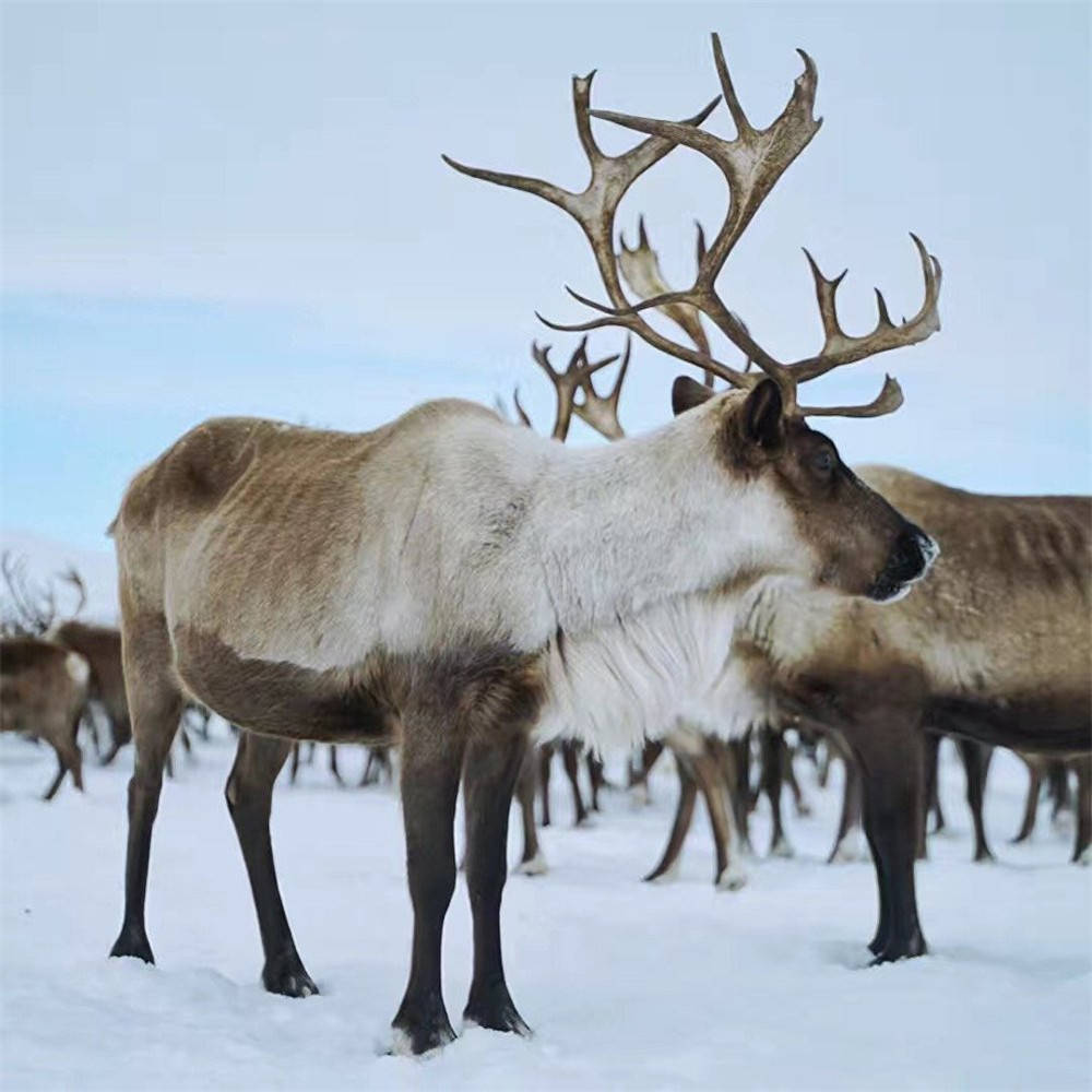 原创大兴安岭发现驯鹿眼睛随季节变色把迁徙途中换下的毛发当路标