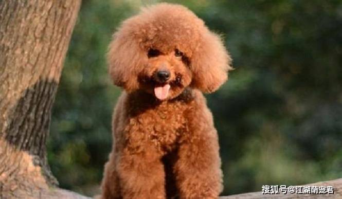 玩具|泰迪如果有下面5个表现,说明它的生活很好