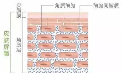 进行|敏感肌修复指南：怎么突然就变成了敏感肌肤？