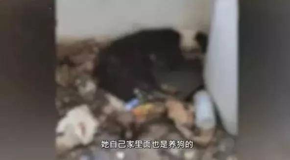生命|情侣搬家将宠物狗遗弃出租屋十几天，致其浑身生蛆！多位明星发声