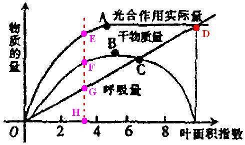 葉子作為植物的基本構成單位,參與和控制了很多的過程,像光合作用