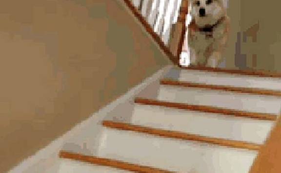 关键|商家才不会告诉你柯基犬纯不纯，关键看这5点，别被骗了！