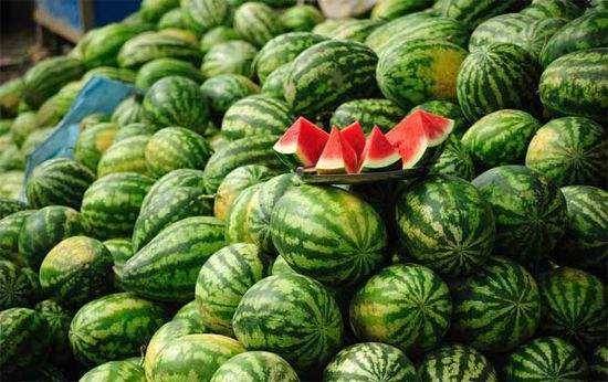 西瓜是怎么做成熟的 543991ad11fe4b2da9b1cfaa7c814177.jpeg