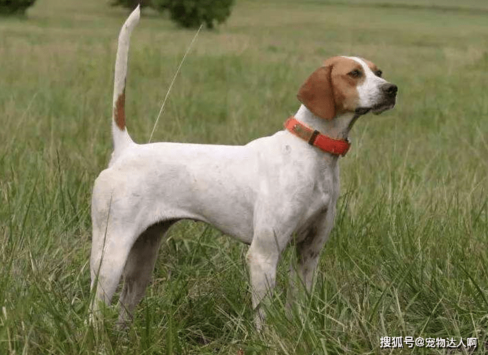 養狗,就推薦你養