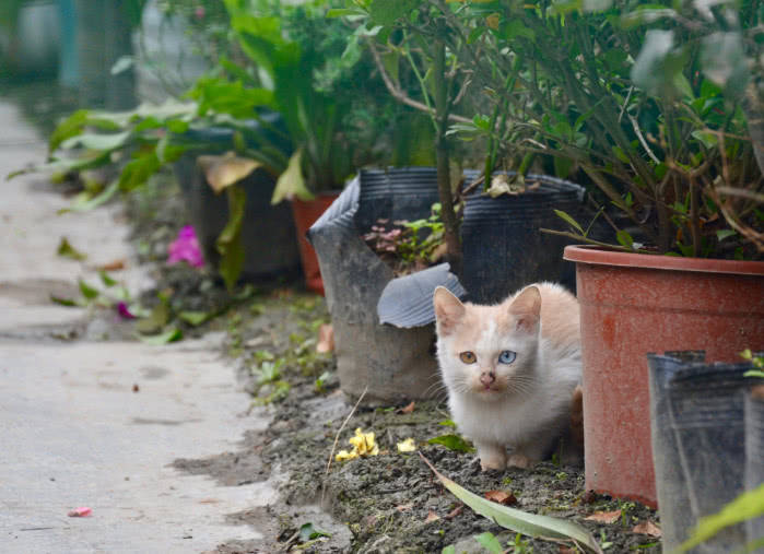 见到美食小橘猫历经艰辛也非吃不可 就冲这劲头未来大橘就是你啦 都能