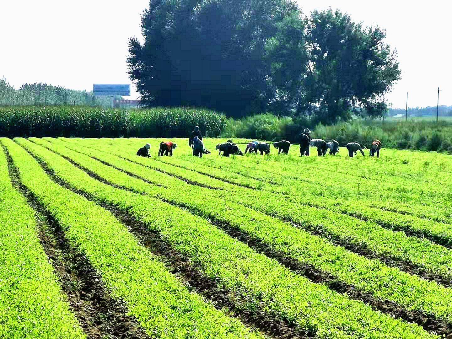 黑龙江富裕县中草药种植成增收新路