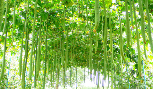 青藤开黄花 丝瓜富农家