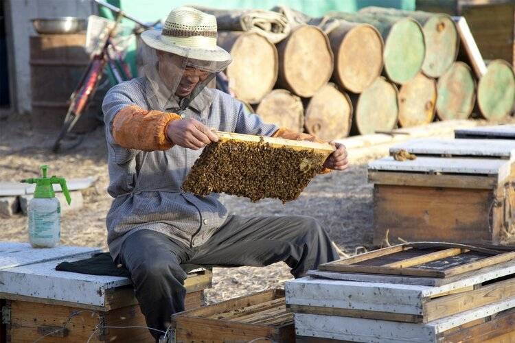 葫芦蜂蛰了怎么办