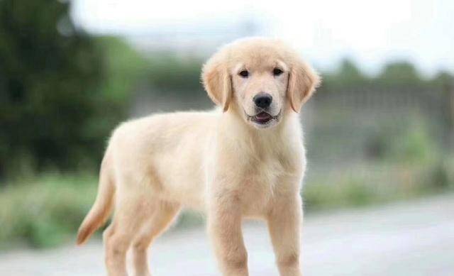 金毛犬的习性和寿命你都知道吗?