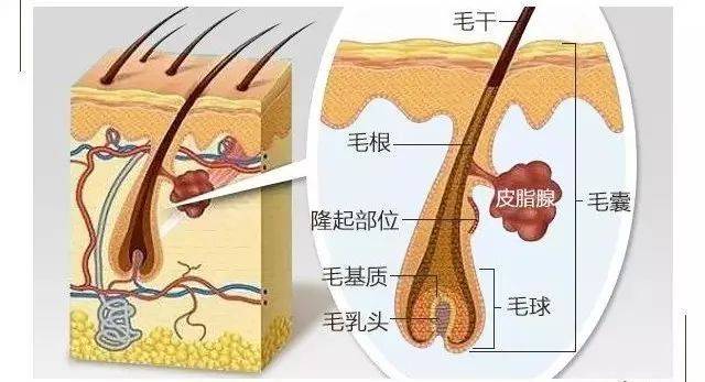 毛囊由毛干,毛凸,毛球,毛乳头,毛基质等部分组成,神经纤维末梢使毛囊