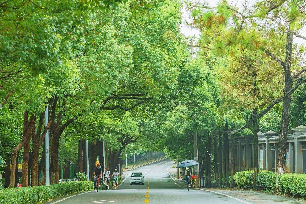 第二批"武汉最美林荫路"新鲜出炉,这条路登榜专家连称"没想到"