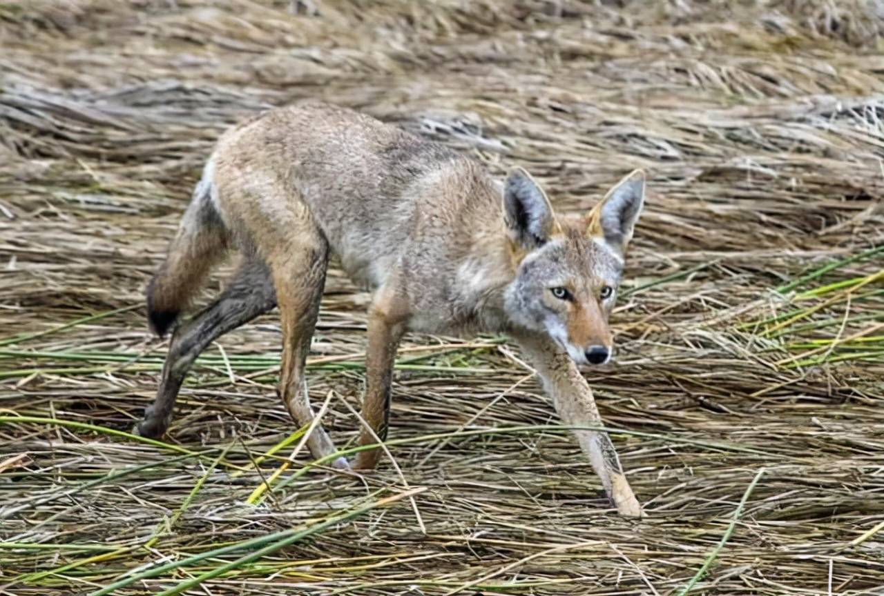 原创加拿大郊狼入侵城市频繁攻击行人科学家或因毒素或药物作用