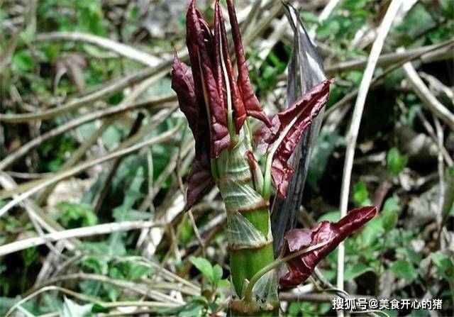 因为|它在国内的名气很大，国外却臭名昭著，80后把它当做零食来吃
